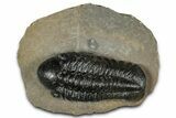 Detailed Reedops Trilobite - Atchana, Morocco #359488-3